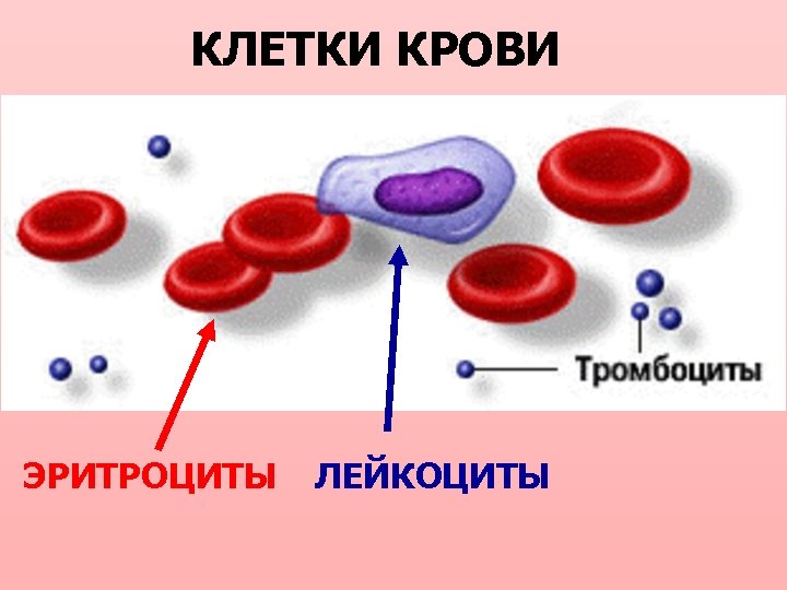 КЛЕТКИ КРОВИ ЭРИТРОЦИТЫ ЛЕЙКОЦИТЫ 