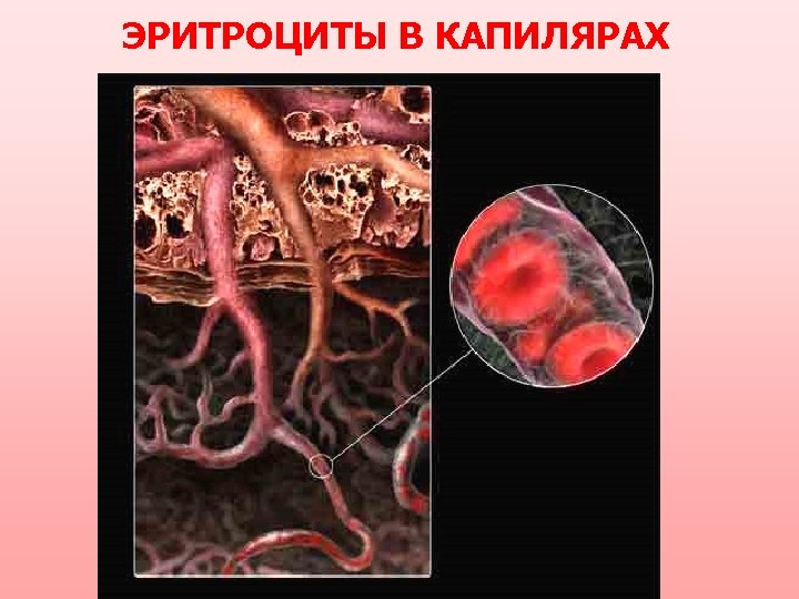 ЭРИТРОЦИТЫ В КАПИЛЯРАХ 