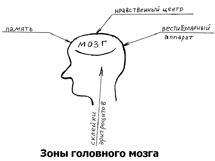 Зоны головного мозга 