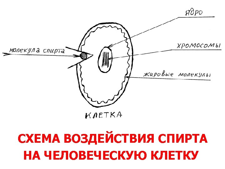 СХЕМА ВОЗДЕЙСТВИЯ СПИРТА НА ЧЕЛОВЕЧЕСКУЮ КЛЕТКУ 
