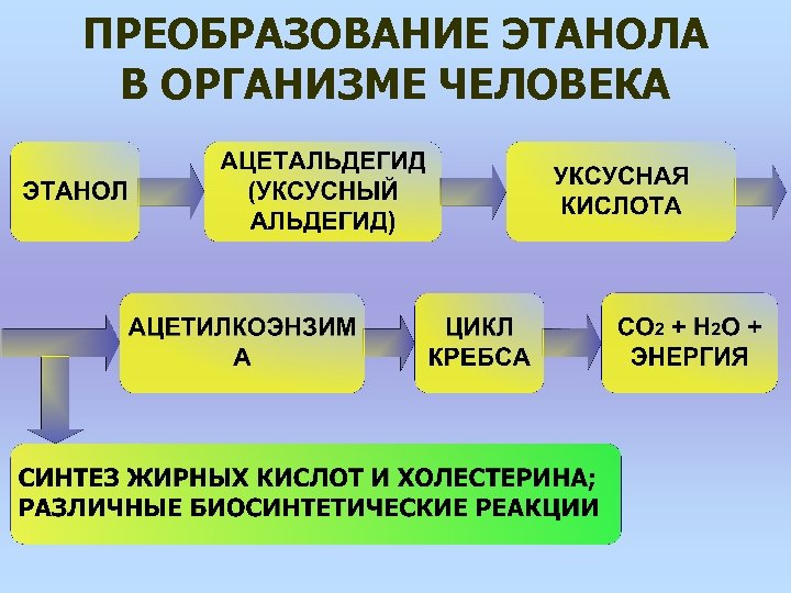 ПРЕОБРАЗОВАНИЕ ЭТАНОЛА В ОРГАНИЗМЕ ЧЕЛОВЕКА 