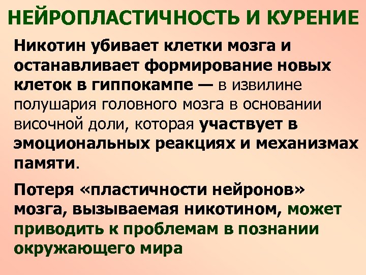 НЕЙРОПЛАСТИЧНОСТЬ И КУРЕНИЕ Никотин убивает клетки мозга и останавливает формирование новых клеток в гиппокампе