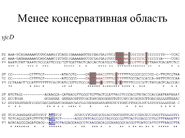 Менее консервативная область 
