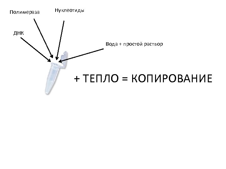 Полимераза Нуклеотиды ДНК Вода + простой раствор + ТЕПЛО = КОПИРОВАНИЕ 
