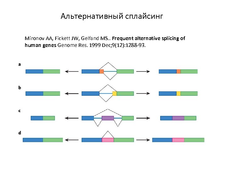 Альтернативный сплайсинг Mironov AA, Fickett JW, Gelfand MS. . Frequent alternative splicing of human