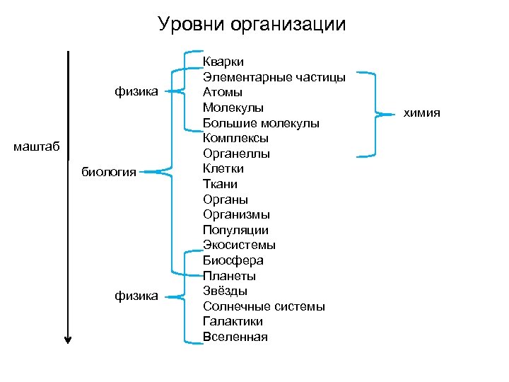 Уровни организации физика маштаб биология физика Кварки Элементарные частицы Атомы Молекулы Большие молекулы Комплексы