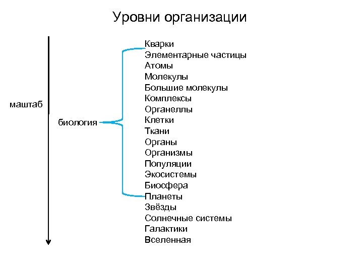 Уровни организации маштаб биология Кварки Элементарные частицы Атомы Молекулы Большие молекулы Комплексы Органеллы Клетки