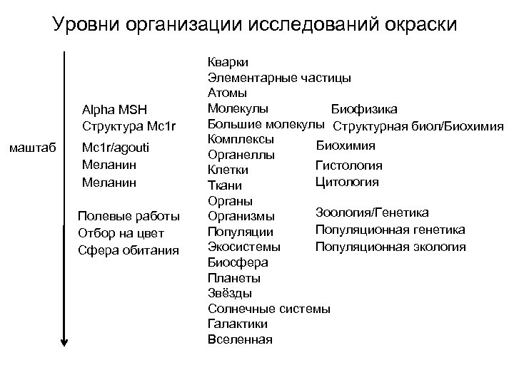 Уровни организации исследований окраски Alpha MSH Структура Mc 1 r маштаб Mc 1 r/agouti