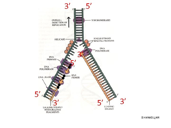 3’ 5’ 5’ 3’ анимация 