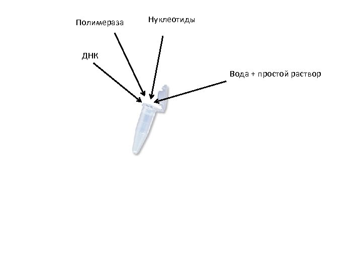Полимераза Нуклеотиды ДНК Вода + простой раствор 