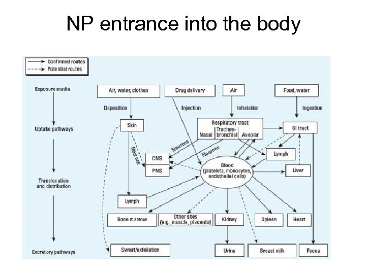 NP entrance into the body 