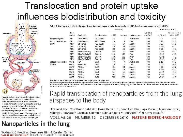 Translocation and protein uptake influences biodistribution and toxicity 