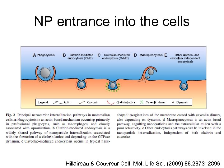 NP entrance into the cells Hillaireau & Couvreur Cell. Mol. Life Sci. (2009) 66: