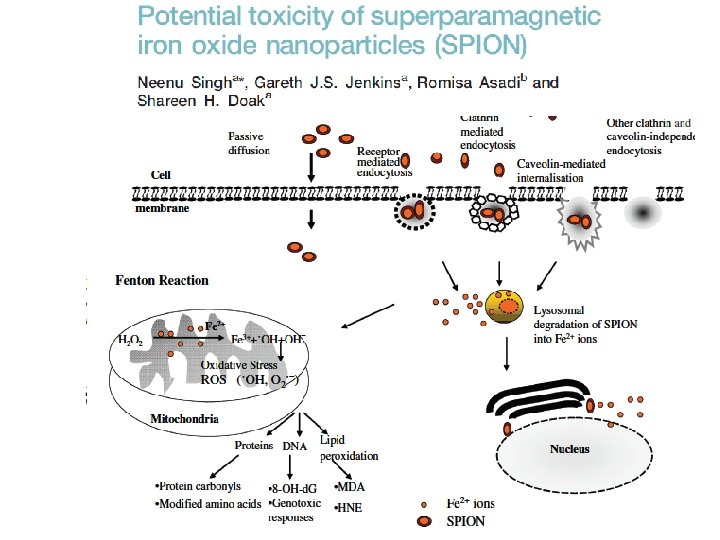 Toxicity of SPIONs 