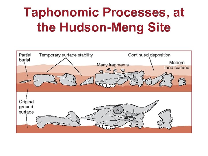 Taphonomic Processes, at the Hudson-Meng Site 