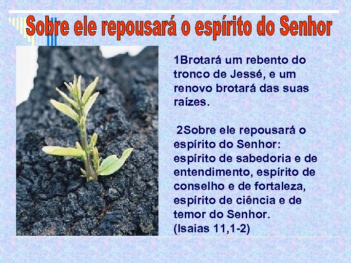 1 Brotará um rebento do tronco de Jessé, e um renovo brotará das suas