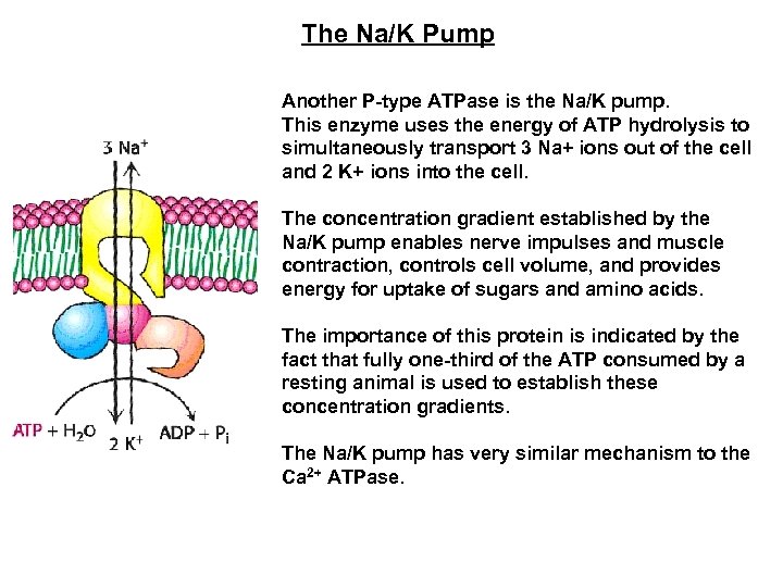 The Na/K Pump Another P-type ATPase is the Na/K pump. This enzyme uses the