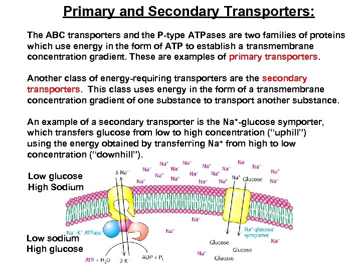 Primary and Secondary Transporters: The ABC transporters and the P-type ATPases are two families