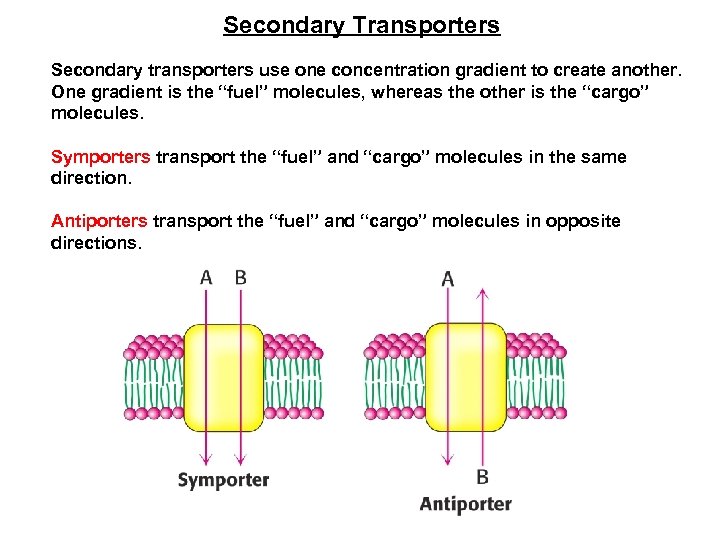 Secondary Transporters Secondary transporters use one concentration gradient to create another. One gradient is