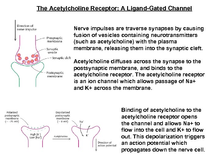 The Acetylcholine Receptor: A Ligand-Gated Channel Nerve impulses are traverse synapses by causing fusion