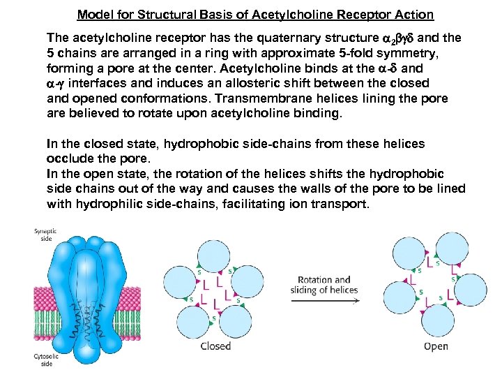 Model for Structural Basis of Acetylcholine Receptor Action The acetylcholine receptor has the quaternary
