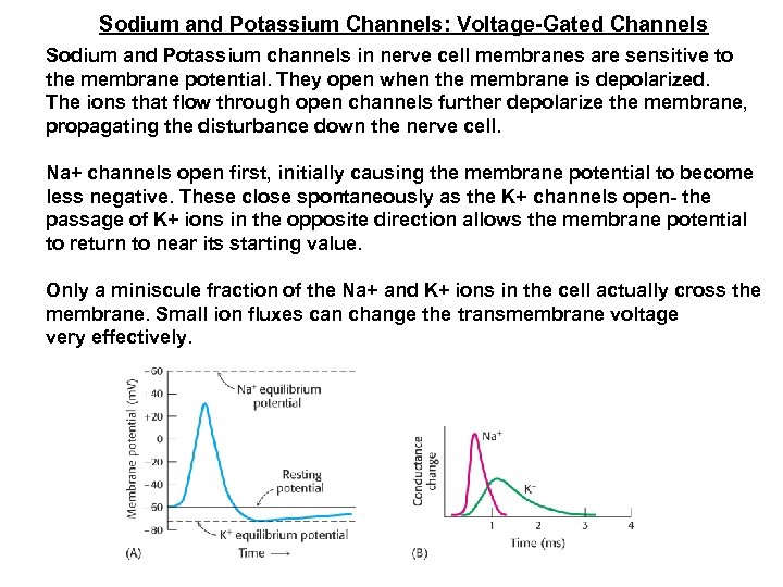 Sodium and Potassium Channels: Voltage-Gated Channels Sodium and Potassium channels in nerve cell membranes