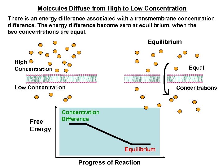 Molecules Diffuse from High to Low Concentration There is an energy difference associated with
