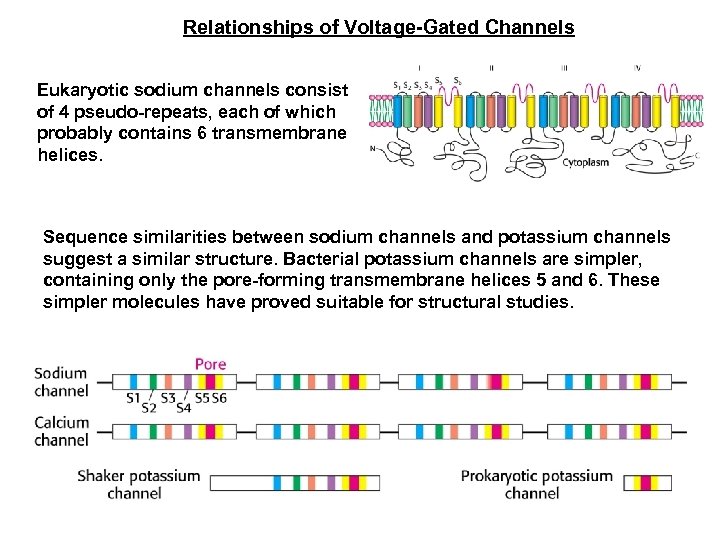 Relationships of Voltage-Gated Channels Eukaryotic sodium channels consist of 4 pseudo-repeats, each of which