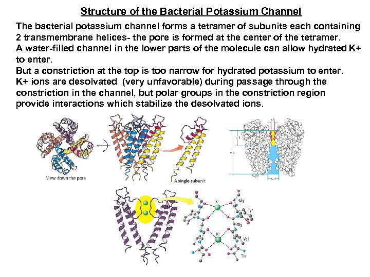Structure of the Bacterial Potassium Channel The bacterial potassium channel forms a tetramer of