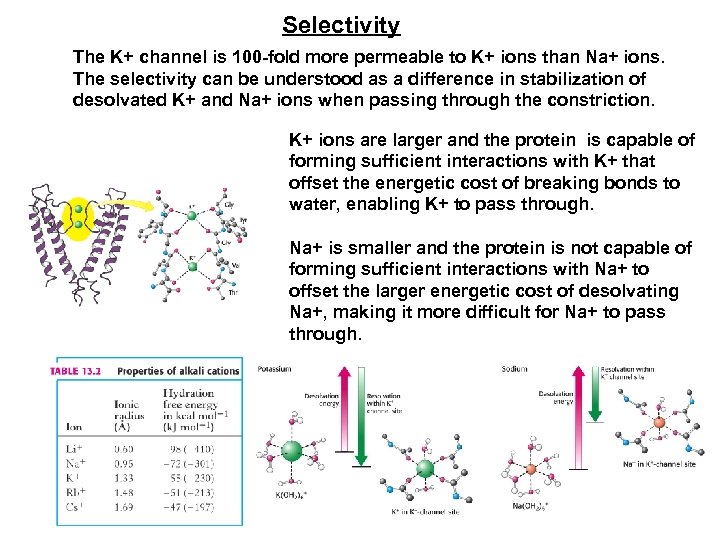 Selectivity The K+ channel is 100 -fold more permeable to K+ ions than Na+