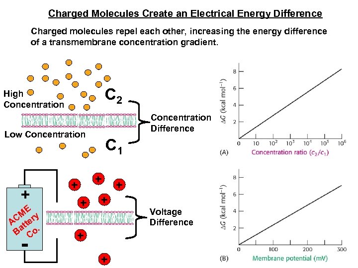 Charged Molecules Create an Electrical Energy Difference Charged molecules repel each other, increasing the