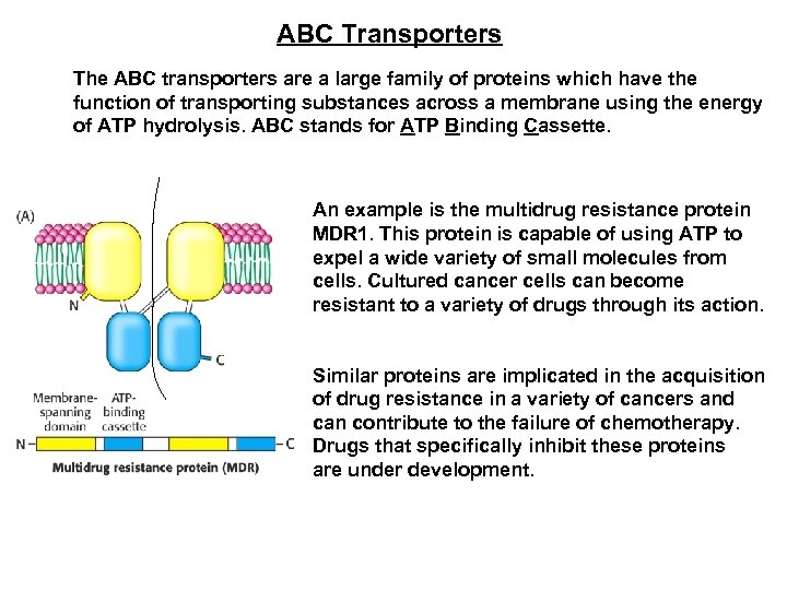 ABC Transporters The ABC transporters are a large family of proteins which have the