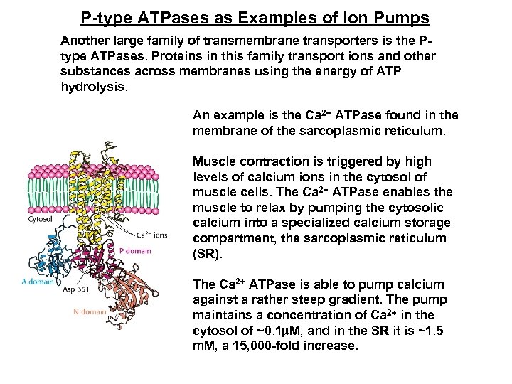 P-type ATPases as Examples of Ion Pumps Another large family of transmembrane transporters is