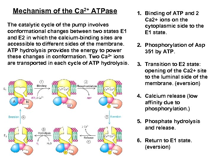 Mechanism of the Ca 2+ ATPase The catalytic cycle of the pump involves conformational