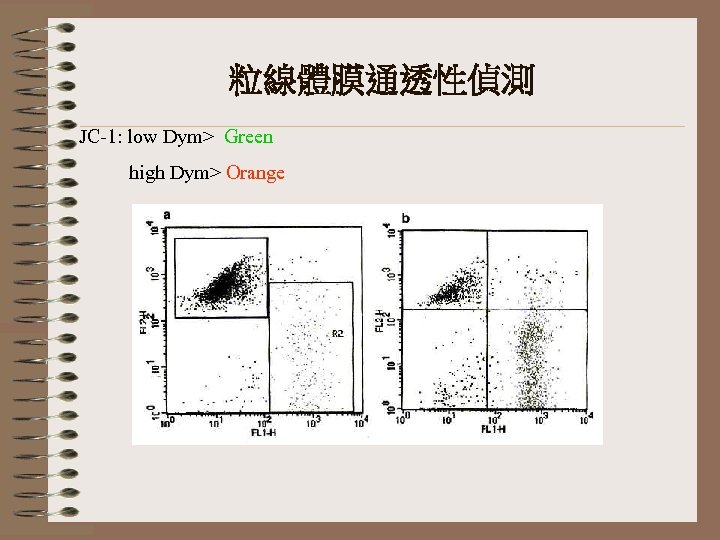 粒線體膜通透性偵測 JC-1: low Dym> Green high Dym> Orange 