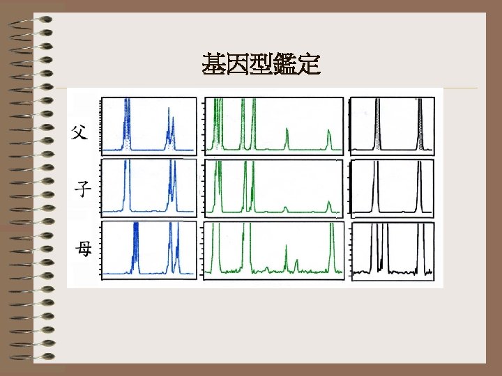 基因型鑑定 