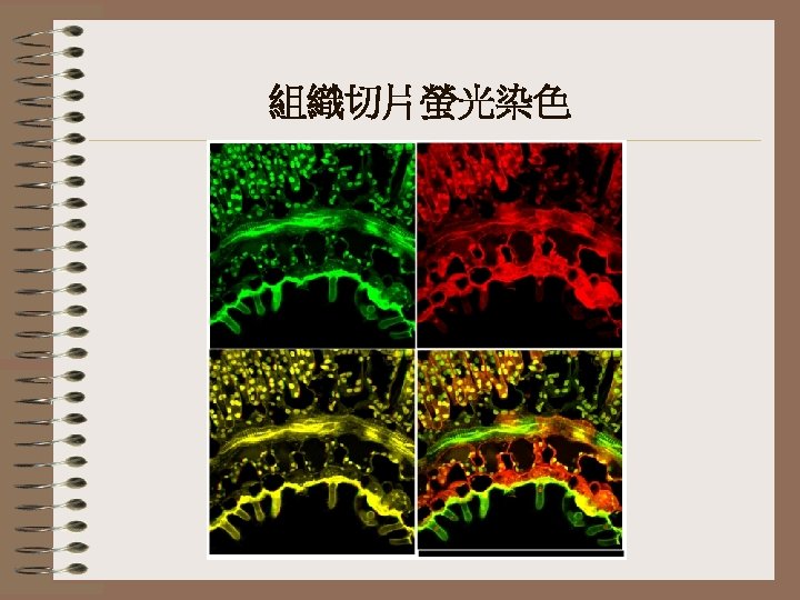 組織切片螢光染色 