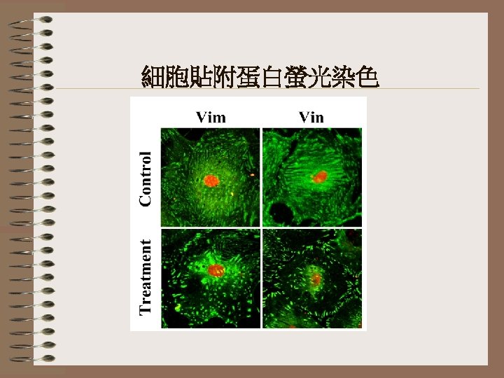 細胞貼附蛋白螢光染色 