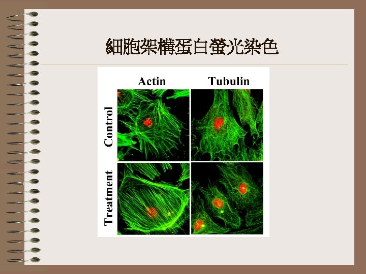 細胞架構蛋白螢光染色 