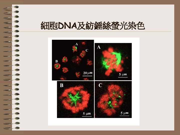 細胞DNA及紡錘絲螢光染色 