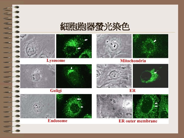 細胞胞器螢光染色 