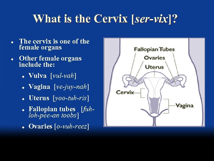 What is the Cervix [ser-vix]? l l The cervix is one of the female