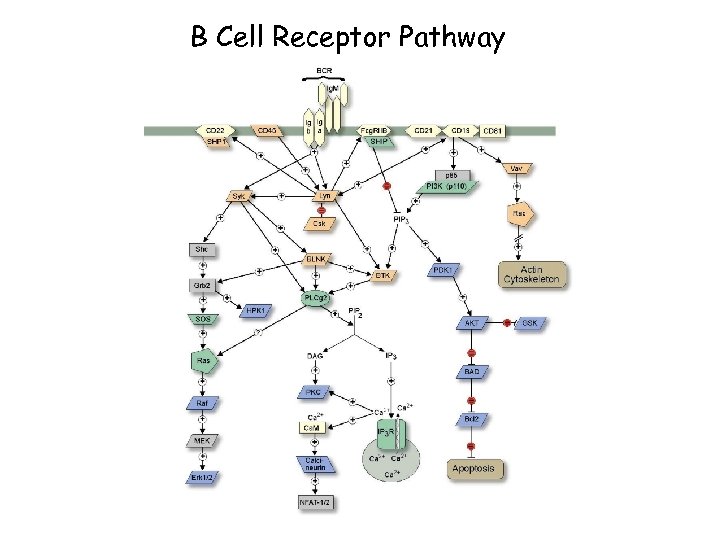 B Cell Receptor Pathway 