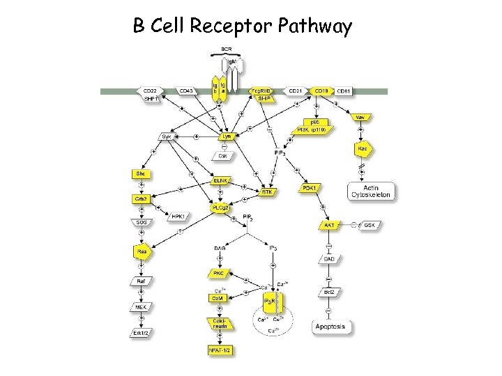 B Cell Receptor Pathway 