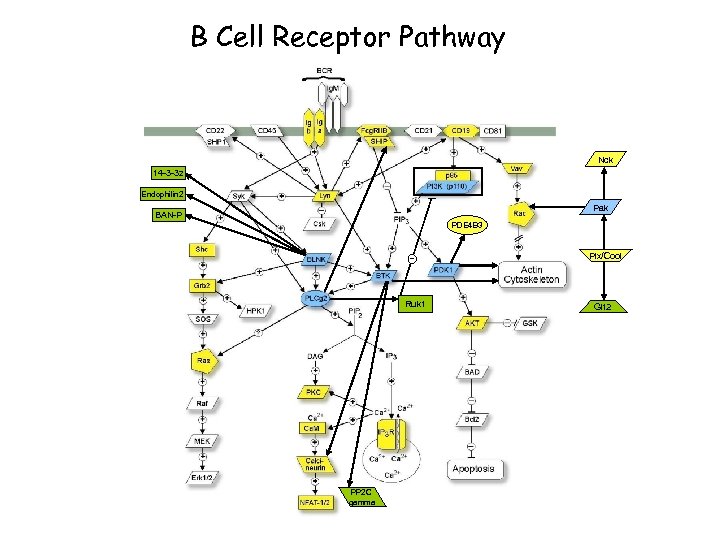 B Cell Receptor Pathway Nck 14 -3 -3 z Endophilin 2 Pak BAN-P PDE