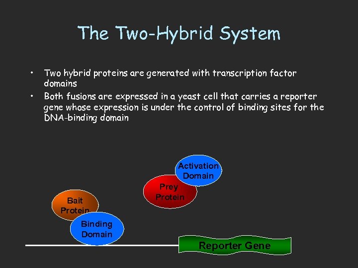 The Two-Hybrid System • • Two hybrid proteins are generated with transcription factor domains