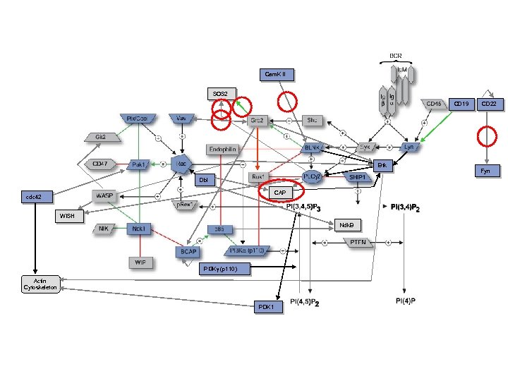 Cam. K II SOS 2 CD 19 Btk Dbl CAP cdc 42 WISH Ndk.