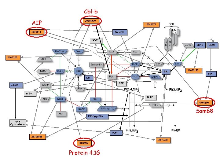Cbl-b AIP 20894430 13542677 4633514 Cam. K II SOS 2 CD 19 CD 22