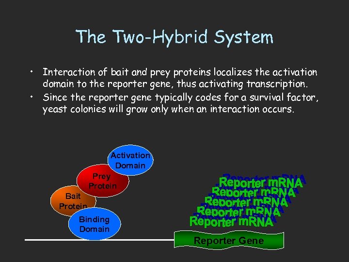 The Two-Hybrid System • Interaction of bait and prey proteins localizes the activation domain