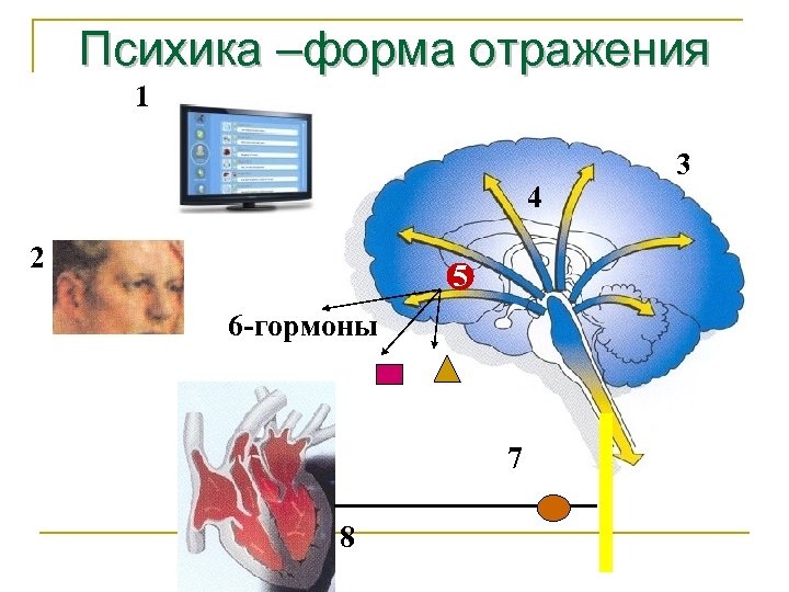 Психика –форма отражения 1 4 2 5 6 -гормоны 7 8 3 